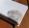 Vizsla Puppy Sticky Notes (Inside)
